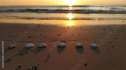 Close up of sea shells on a sandy beach with gentle light transitions and sea breeze.