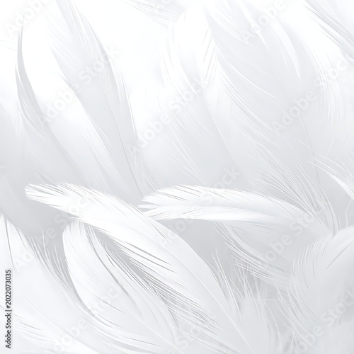Soft white feathers in closeup detail.