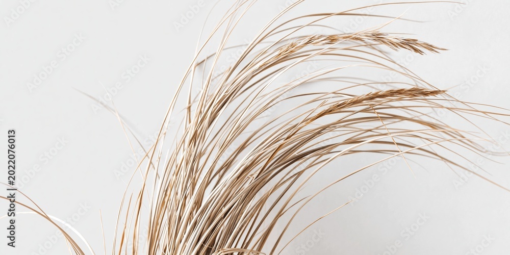 Fototapeta premium Ethereal dried grass stalks with delicate plumes gently sway against a soft, minimalist backdrop.