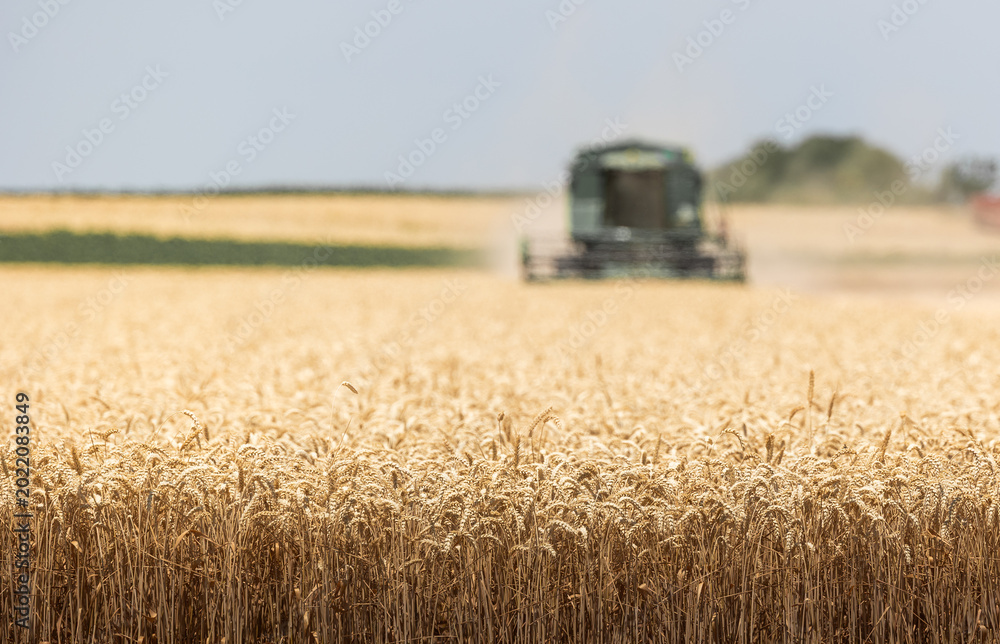 Fototapeta premium A combine harvester working in a wheat field