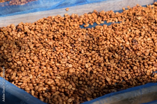 Close up of coffee beans drying in the sun