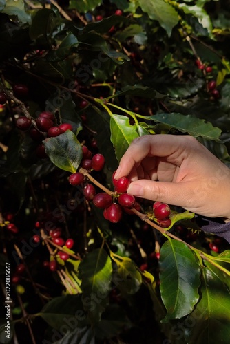 Coffee beans ripening on a tree