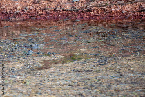 A Freshwater Crocodile (Crocodylus johnstoni) watching in the water - Western Australia.	
