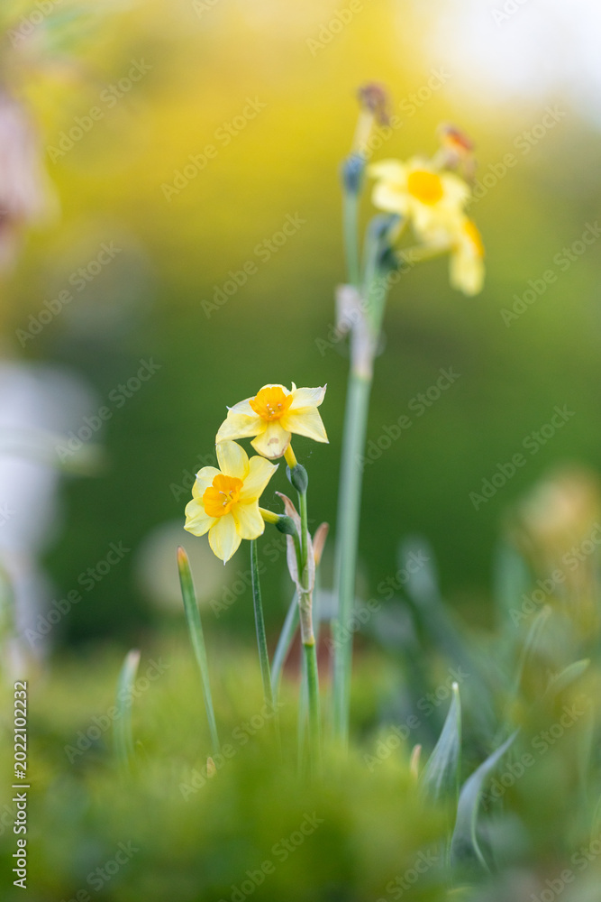 Fototapeta premium daffodil flowers with soft blurred background in spring garden light. Delicate blooms and shallow depth of field create a calm seasonal atmosphere