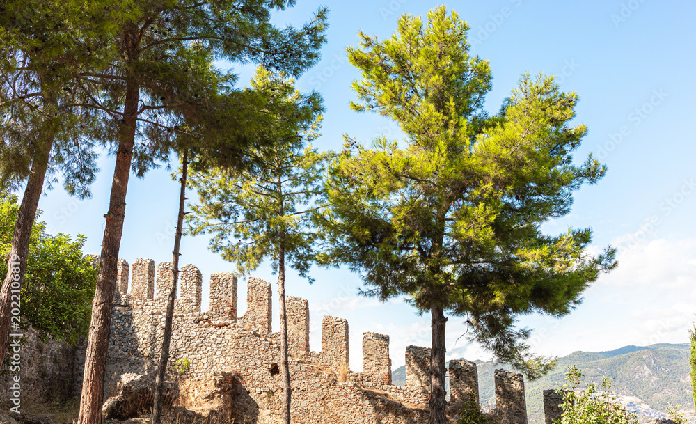 Obraz premium Weathered ancient stone castle ruins surrounded by tall pine trees in nature