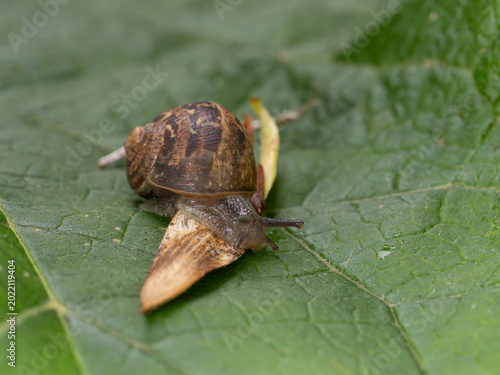 Cuadro en lienzo Bio Diversity - Snails - Cornu aspersum - Snail on a Leaf