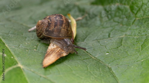 Cuadro en lienzo Bio Diversity - Snails - Cornu aspersum - Snail on a Leaf
