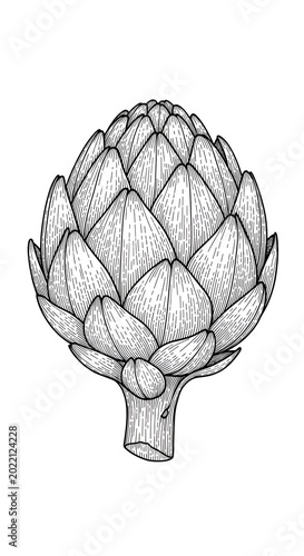 Isolated Artichoke Vegetable Illustration Line Art White Background