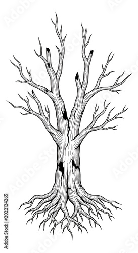 Illustration Bare Tree With Intricate Roots and Branches Transparent Background
