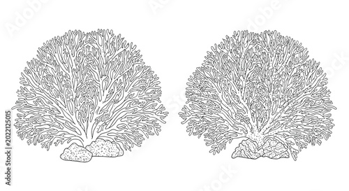 Detailed black and white engraving of two large coral bushes on rocks for an underwater sea life scene.