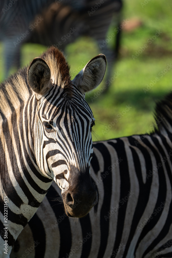 Naklejka premium A portrait of a plain's zebra's head with a blurred green background, Kruger Park. 