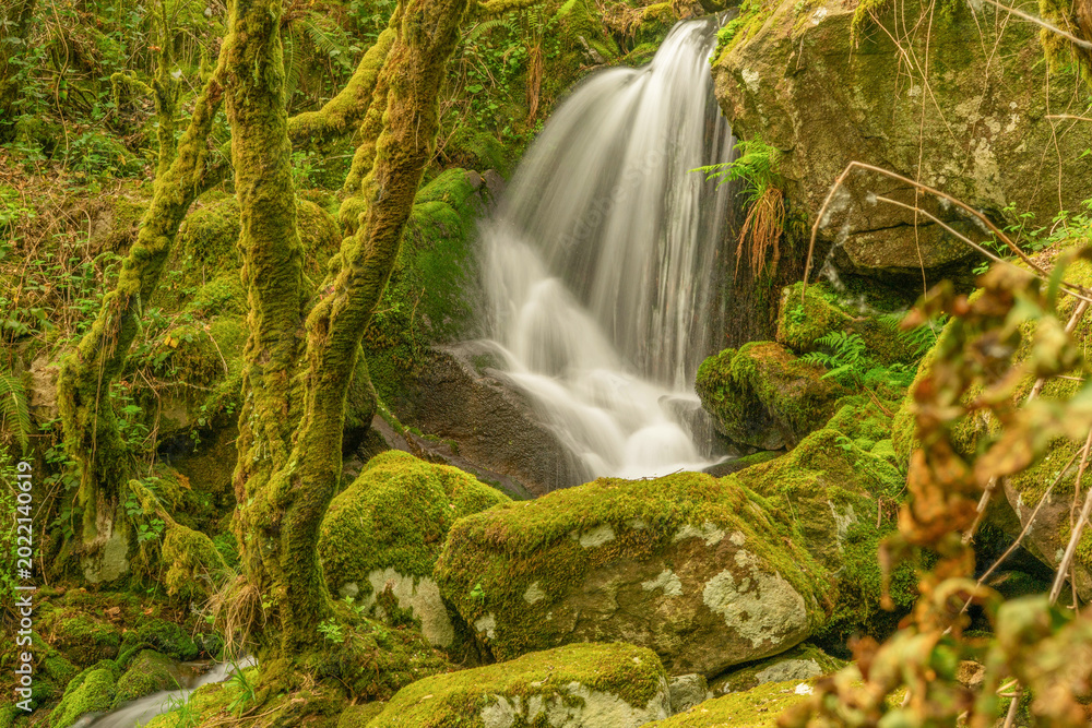 Fototapeta premium waterfall in the forest