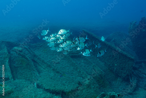 Gruppo di saraghi fasciati, Diplodus vulgaris, con lamiere di un relitto sullo sfondo 