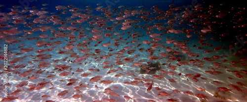 Obraz na płótnie Philippines sea life