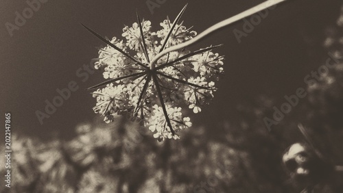 Canvas-taulu White Umbel Flower Close-up