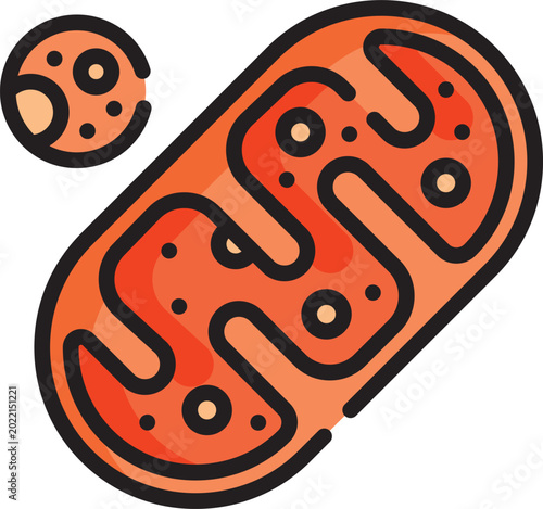 Bild auf Leinwand Cartoon mitochondria and its small vesicle organelle structures for biology educ