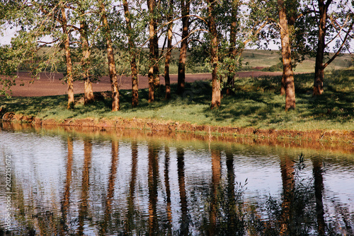Splendid summer landscape, lake mirroring tree trunks.