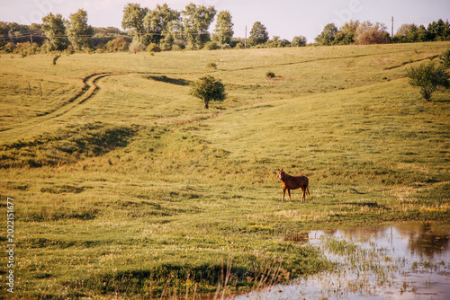 Green field in sunlight, a horse is quietly grazing.