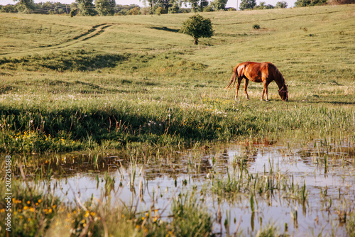 A peaceful countryside scene of a horse grazing on a green field beside a small marsh with still water, surrounded by soft natural light and calm nature.