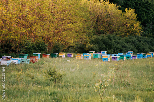 Rows of beehives placed beneath fragrant acacia trees in a quiet natural setting, surrounded by soft sunlight and green grass.