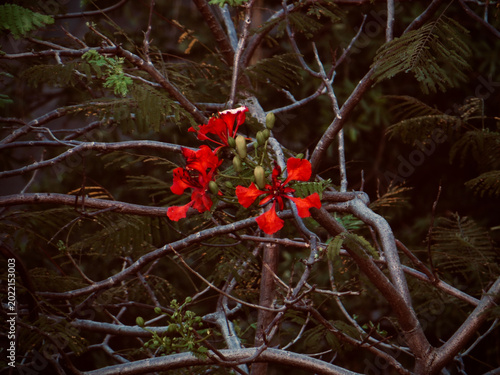 Moody Close-Up of Red Flamboyant Flowers on Tree Branches in Dark Tropical Garden