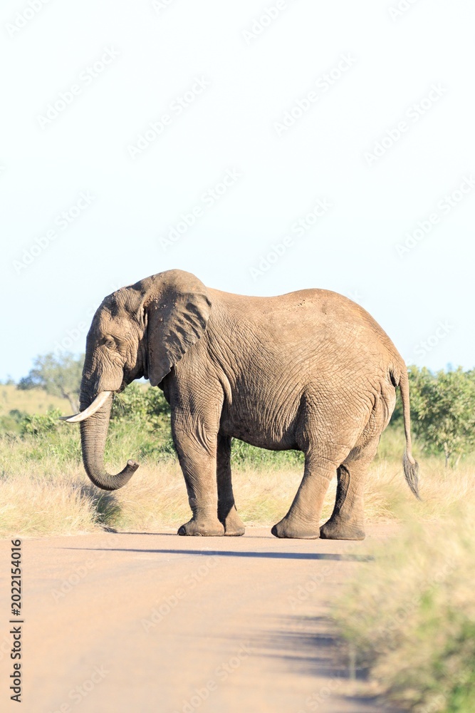Fototapeta premium African bush elephant