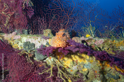 Scorfano rosso, Scorpaena scrofa, circondato da gorgonie rosse, Paramuricea clavata