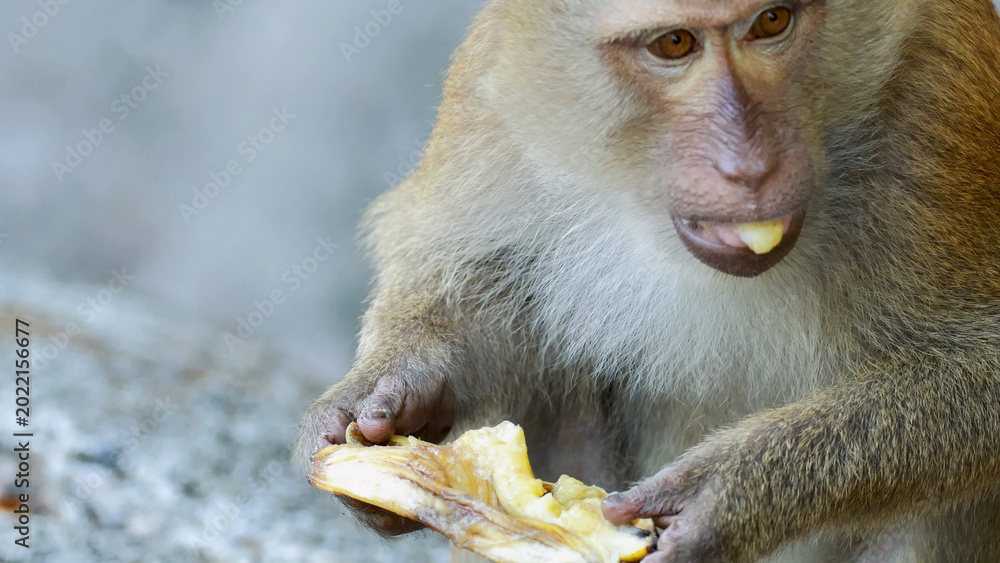 Obraz premium Close-up of a Southern Pig-tailed Macaque Eating a Banana in Phuket