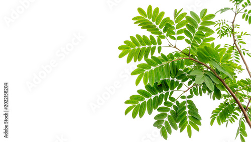 Photos A fresh green senna tree branch with leaves with detailed lush pinnate leaves is