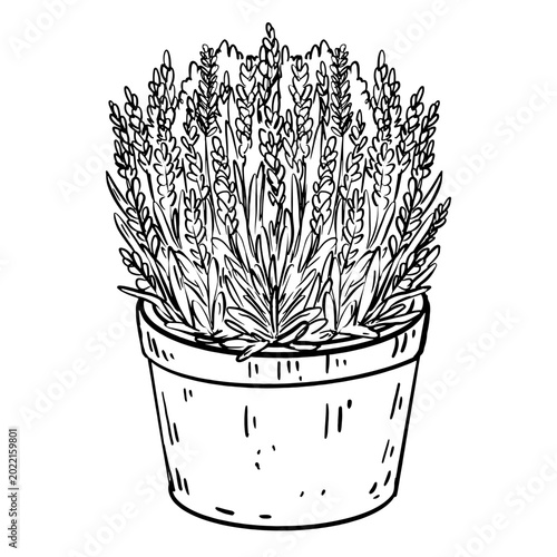 Black and white line art vector of a blooming lavender plant in a terracotta pot. Minimalist botanical illustration for garden shop, seed packaging, cosmetic label and home decor