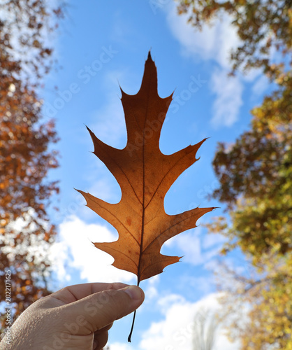 Slika na platnu 1 one alone Maple-leaf oak Vibrant yellow brown gold golden autumn autumnal leaf