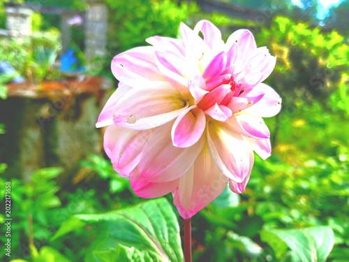 Fotografie pink and white flower