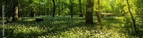 Close up of blooming wild garlic flowers in lush spring forest illuminated by warm sunrise light with fresh green foliage and mossy woodland atmosphere