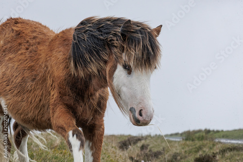 Bild auf Leinwand young foal on Welsh meadows - Welsh wild ponies
