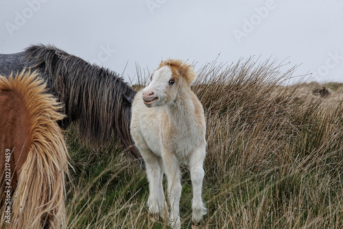 Obraz na płótnie young vanilla foals on Welsh meadows - Welsh wild ponies