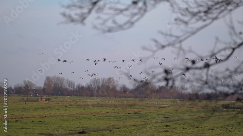 Large Flock of Barnacle Geese Flying Low Over Green Dutch Fields at Sunset