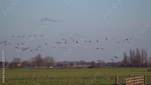 Large Flock of Barnacle Geese Flying Low Over Green Dutch Fields at Sunset