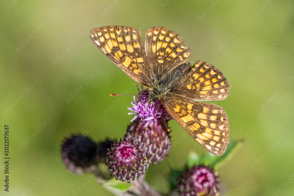 Fototapeta premium Heath fritillary butterfly with open wings perches on alpine thistle flower meadow