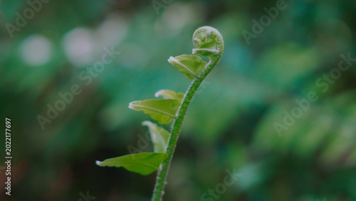 Konstfotografi The young shoots of the fiddlehead fern are soft green with characteristic curled tips and fine hairs