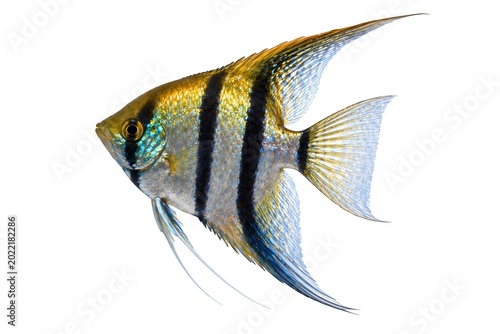 Freshwater Angelfish Isolated on White Background Stock Photo