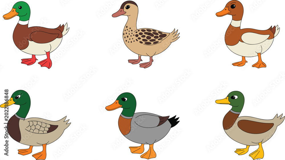Obraz premium Cute Duck and Mallard Vector Illustration Set with Various Wild Waterfowl Species for Nature Education, Farm Animal Branding, Pond Wildlife, and Childrens Book Graphic Designs