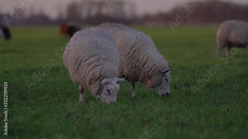 Group of Photogenic Sheep Grazing in Green Meadow at Sunset