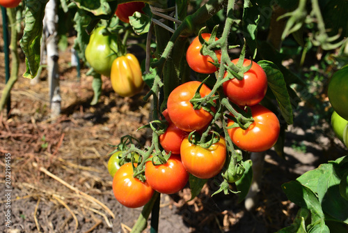 Ripe red tomatoes growing on a vine in a garden