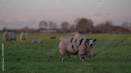 Group of Photogenic Sheep Grazing in Green Meadow at Sunset