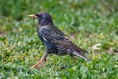 Close-up profile of an adult common starling with a worm and insects in its beak walking on green grass on a cloudy day in spring.