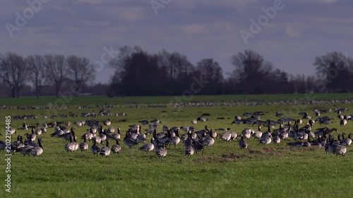 Large Flock of Barnacle Geese Grazing on Green Grass in the Netherlands