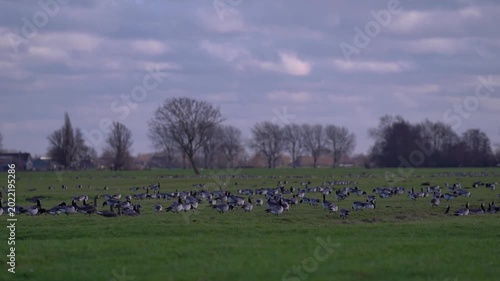 Large Flock of Barnacle Geese Grazing on Green Grass in the Netherlands