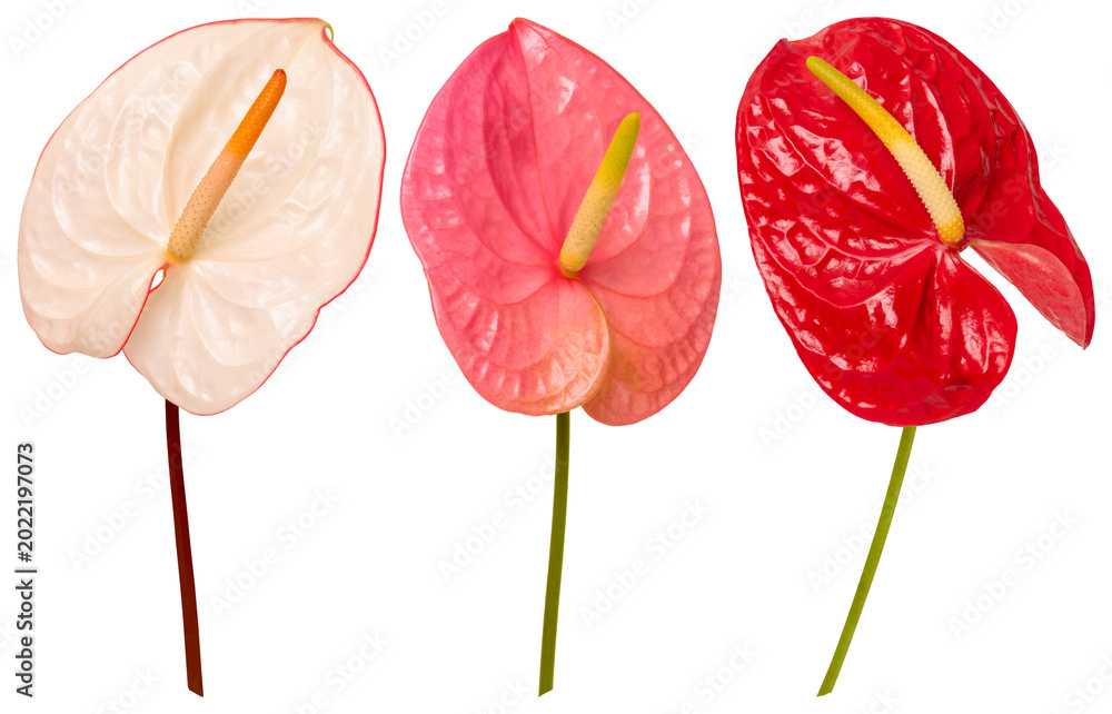 Fototapeta premium Colorful anthurium flowers in bloom element set