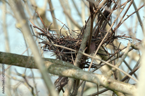 empty bird's nest made of branches on a tree in spring