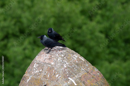 two crows sit on the wall of an old castle in Italy
